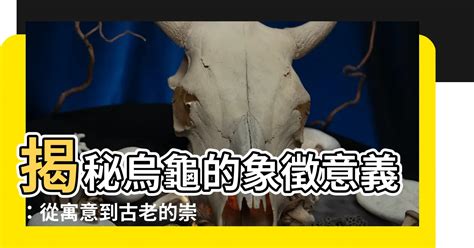 烏龜 寓意|烏龜寓意揭秘：為何風水師都推崇？